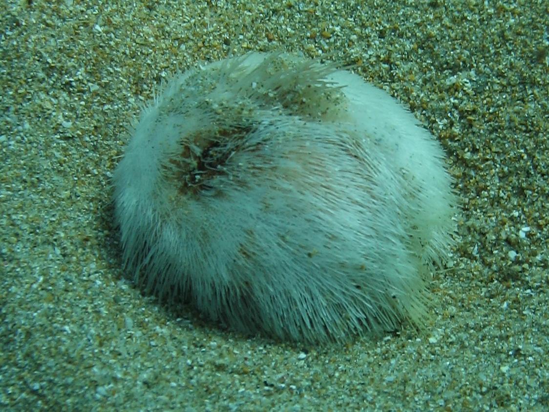 Echinocardium sp. (da Milos, Grecia)